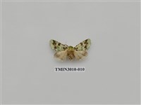 藏品(夜蛾619)的圖片